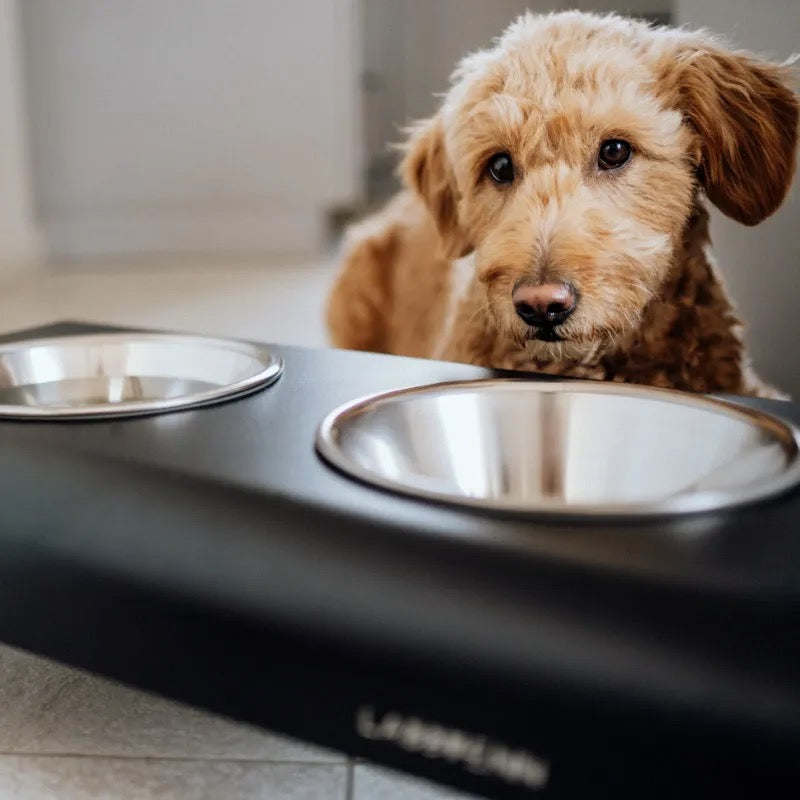 RICO NAPFSTÄNDER MIT EDELSTAHLNÄPFEN FÜR KATZEN- SCHWARZ